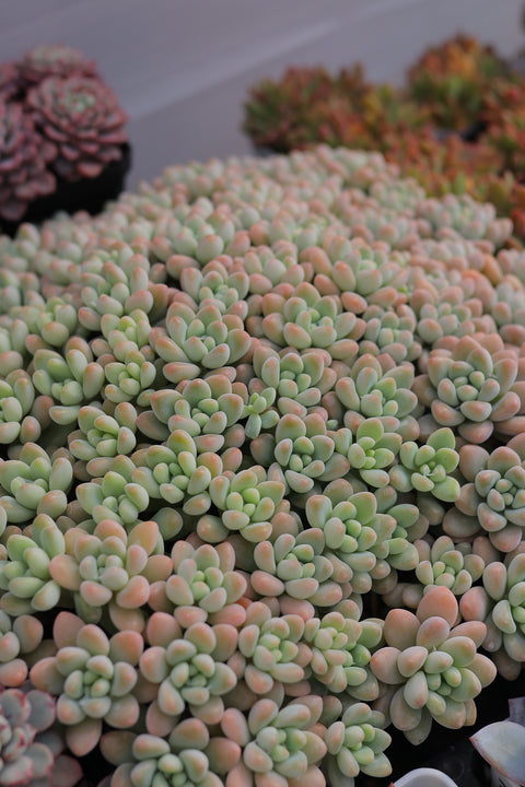 Sedum 'Sherbet Cake' 雪酪蛋糕