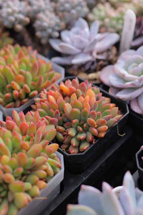 Echeveria 'Bella' 红唇