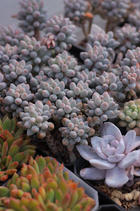 Pachyphytum 'Baby finger' 婴儿手指