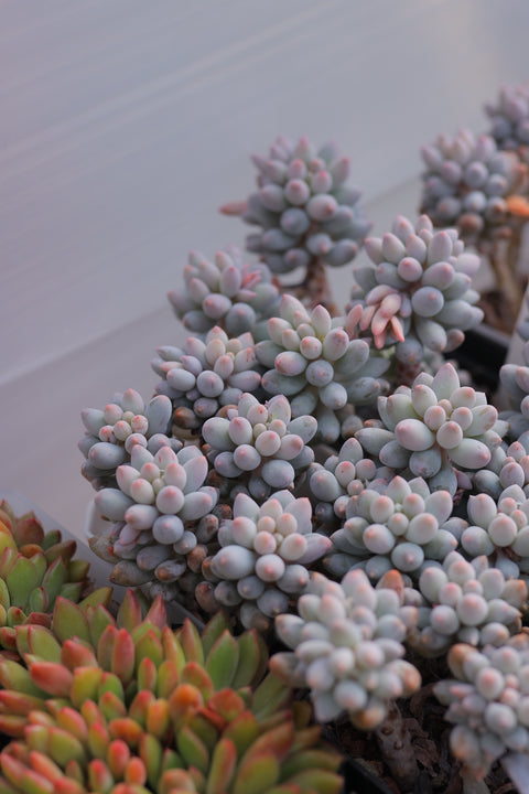 Pachyphytum 'Baby finger' 婴儿手指