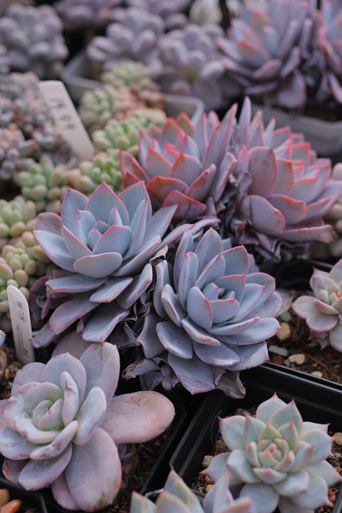 Echeveria 'White Lotus' 白莲