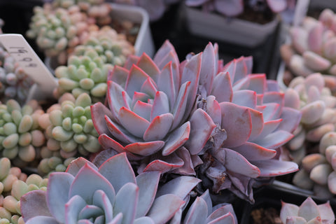 Echeveria 'White Lotus' 白莲