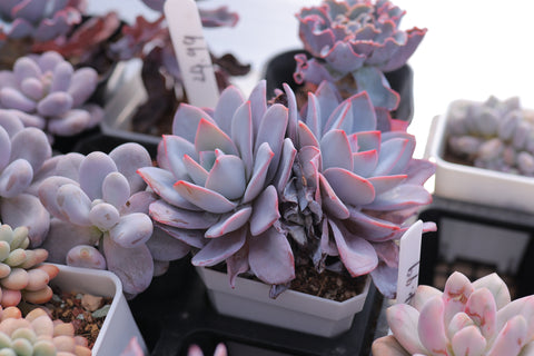 Echeveria 'White Lotus' 白莲