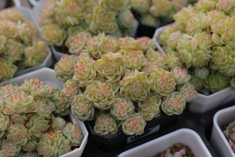 Echeveria 'Malgan' 麦秆