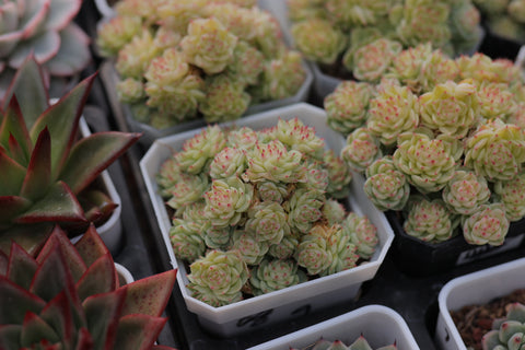 Echeveria 'Malgan' 麦秆