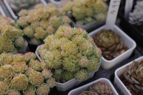 Echeveria 'Malgan' 麦秆
