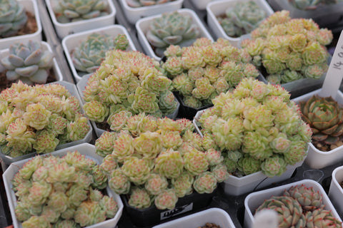 Echeveria 'Malgan' 麦秆