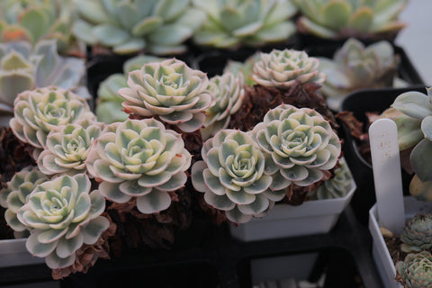 Echeveria Compton Carousel 玉蝶锦