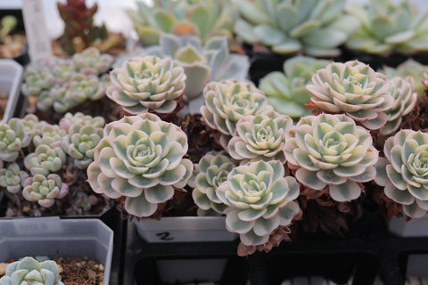 Echeveria Compton Carousel 玉蝶锦