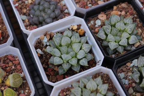 Haworthia Love Heart 爱心寿