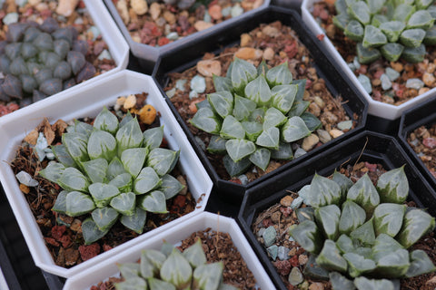 Haworthia Love Heart 爱心寿