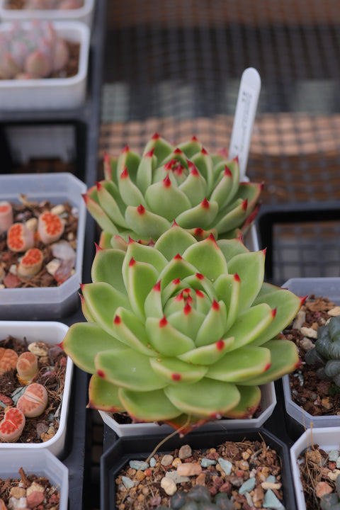 Echeveria Agavoides 'Blue Dragon' 蓝龙
