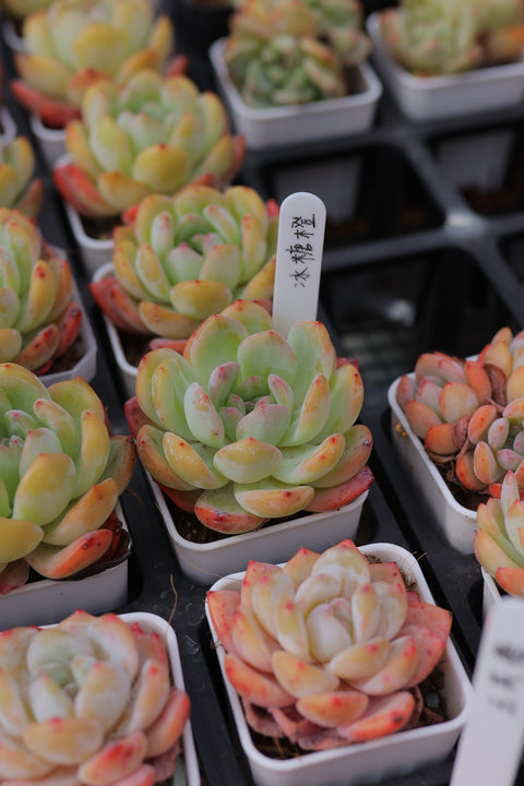 Echeveria 'Crystal Orange' 冰糖橙