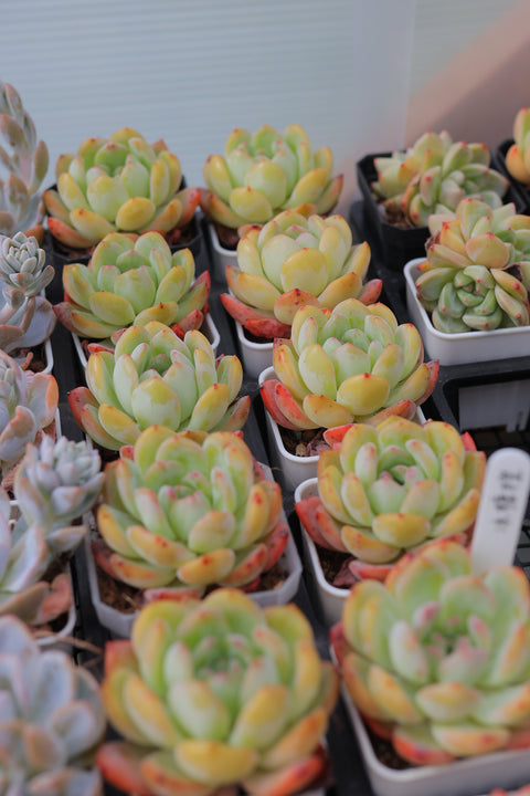 Echeveria 'Crystal Orange' 冰糖橙