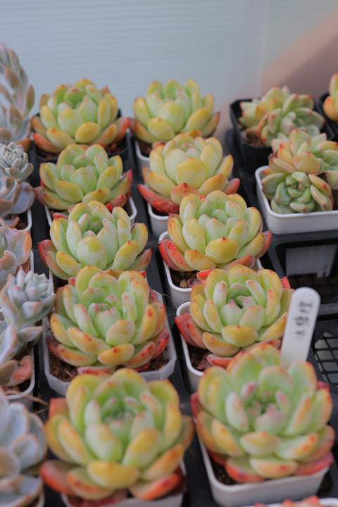 Echeveria 'Crystal Orange' 冰糖橙