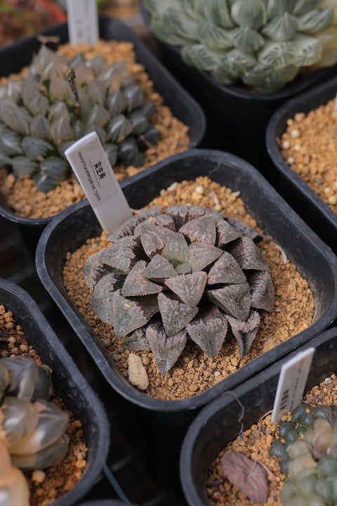 Haworthia emelyae var. hybrid 实生寿