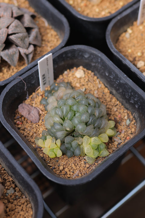 Haworthia cooperi var. truncata f. variegata 姬玉露锦