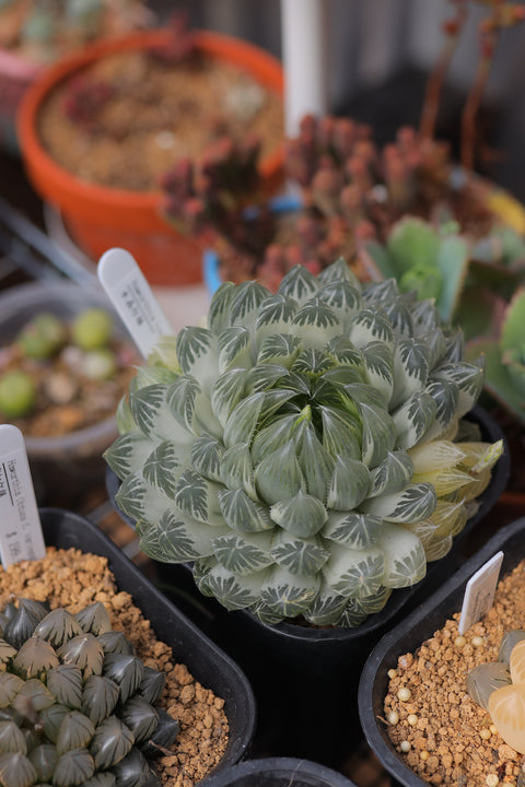 Haworthia cooperi var. f. variegata 水晶灯锦