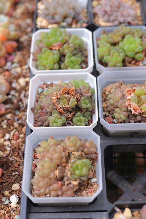 Haworthia cymbiformis var. obtusa 草玉露