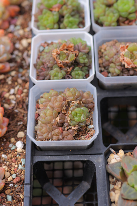 Haworthia cymbiformis var. obtusa 草玉露