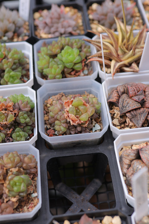 Haworthia cymbiformis var. obtusa 草玉露