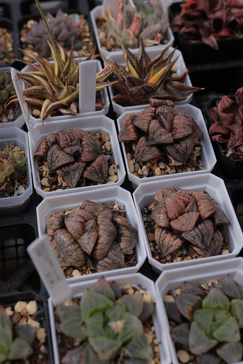 Haworthia Emelyae Var. Emelyae Poelln 红白银