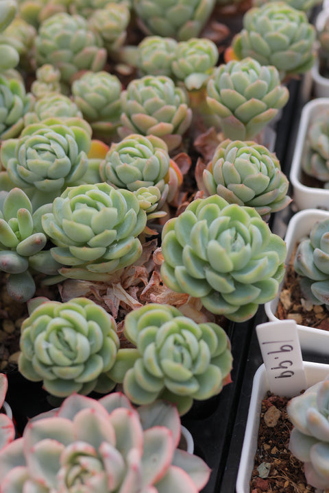 Echeveria 'Berry' 贝瑞