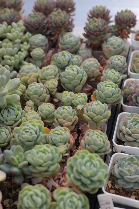 Echeveria 'Berry' 贝瑞