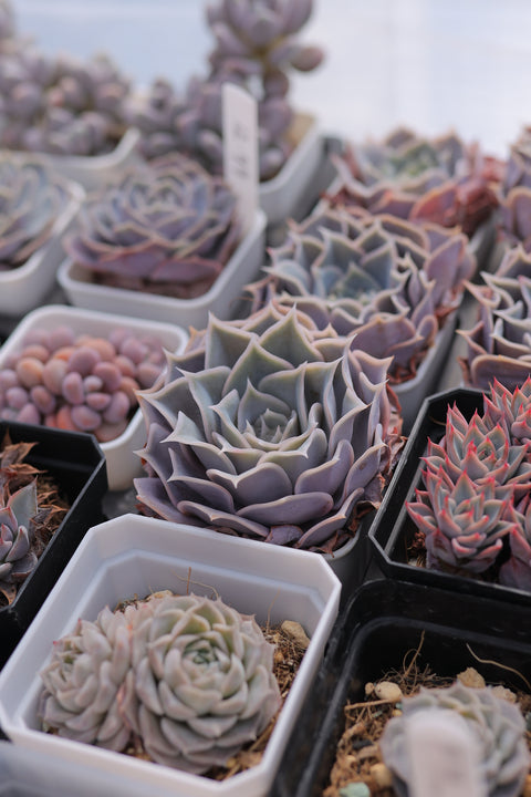 Echeveria 'Desert Camel' 沙漠骆驼