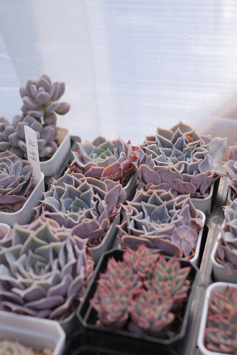 Echeveria 'Desert Camel' 沙漠骆驼