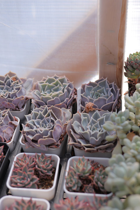 Echeveria 'Desert Camel' 沙漠骆驼