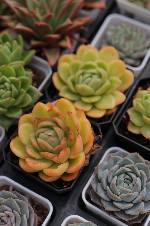 Echeveria 'gilva' 玉杯东云