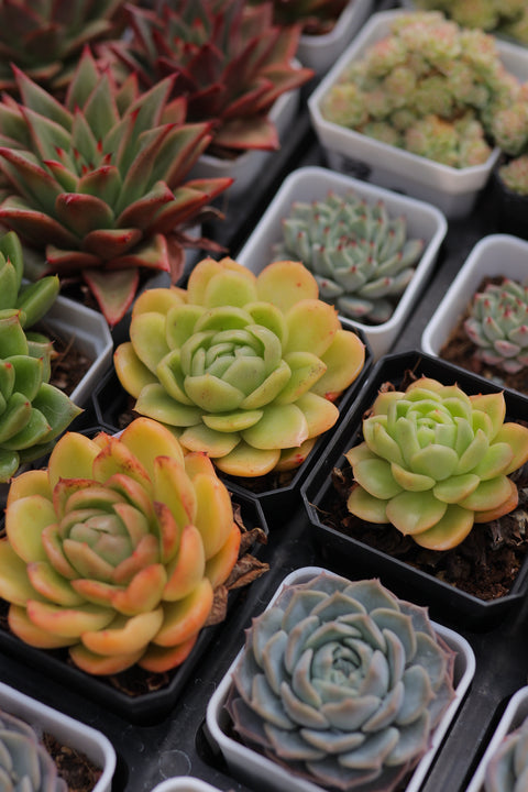 Echeveria 'gilva' 玉杯东云
