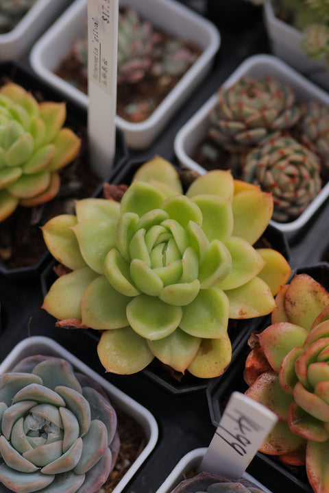 Echeveria 'gilva' 玉杯东云