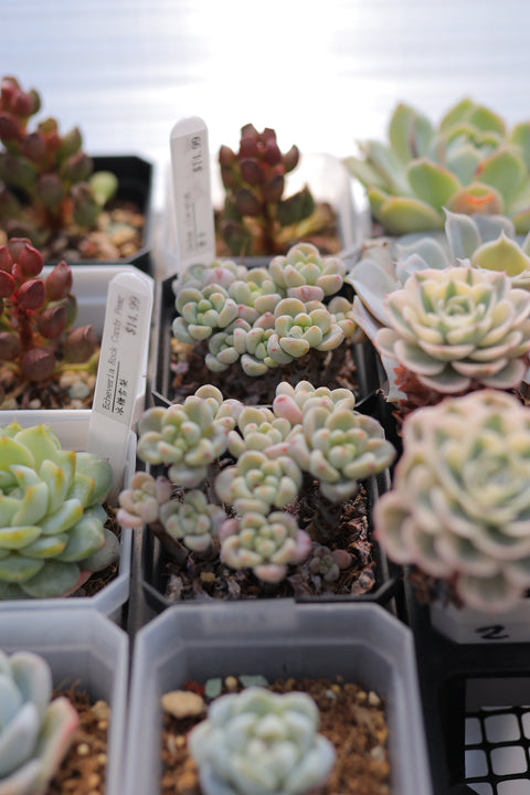 Sedum clavatum 劳尔