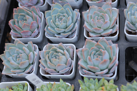 Assorted Succulent Plants