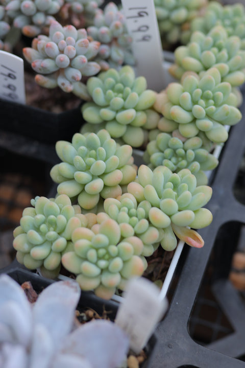 Pachyveria 'Bubble Candy' 泡泡糖