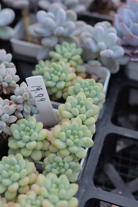 Pachyveria 'Bubble Candy' 泡泡糖