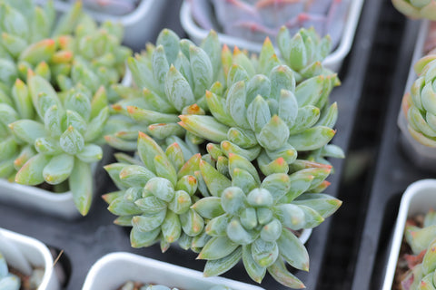 Sedeveria ’Crab Claw‘ 蟹爪