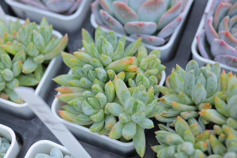 Sedeveria ’Crab Claw‘ 蟹爪