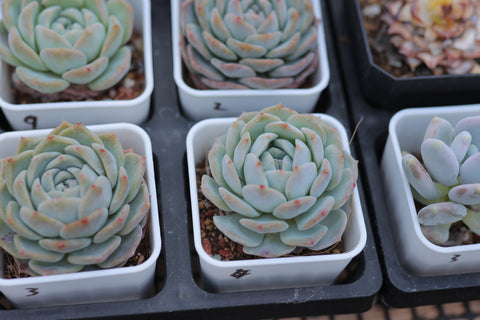 Assorted Succulent Plants