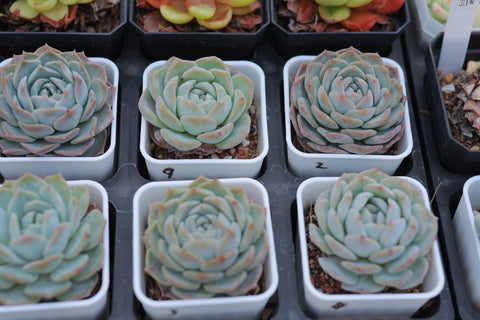 Assorted Succulent Plants