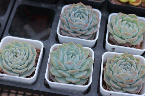 Assorted Succulent Plants