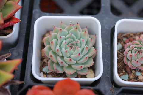 Echeveria cuspidata var. zaragozae 原始绿爪