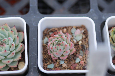 Echeveria cuspidata var. zaragozae 原始绿爪