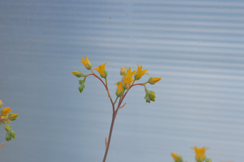 Sedeveria 'Blue Elf' 蓝苹果