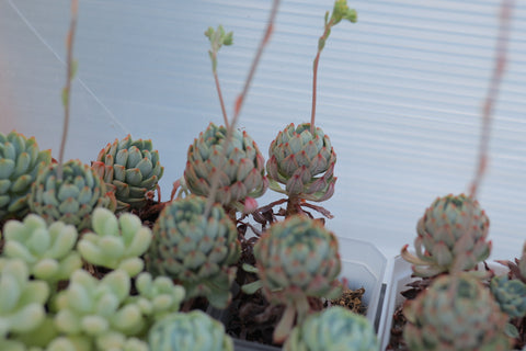Sedeveria 'Blue Elf' 蓝苹果