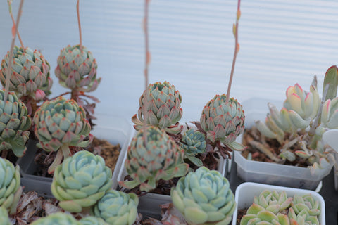 Sedeveria 'Blue Elf' 蓝苹果
