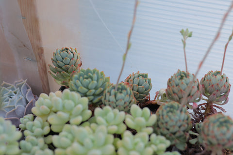 Sedeveria 'Blue Elf' 蓝苹果