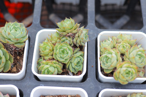 Echeveria 'Ben Badis' 苯巴蒂斯